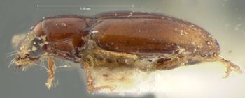 Media type: image;   Entomology 5586 Aspect: habitus lateral view